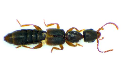 Réf. 353 985 : Scopaeus sp.